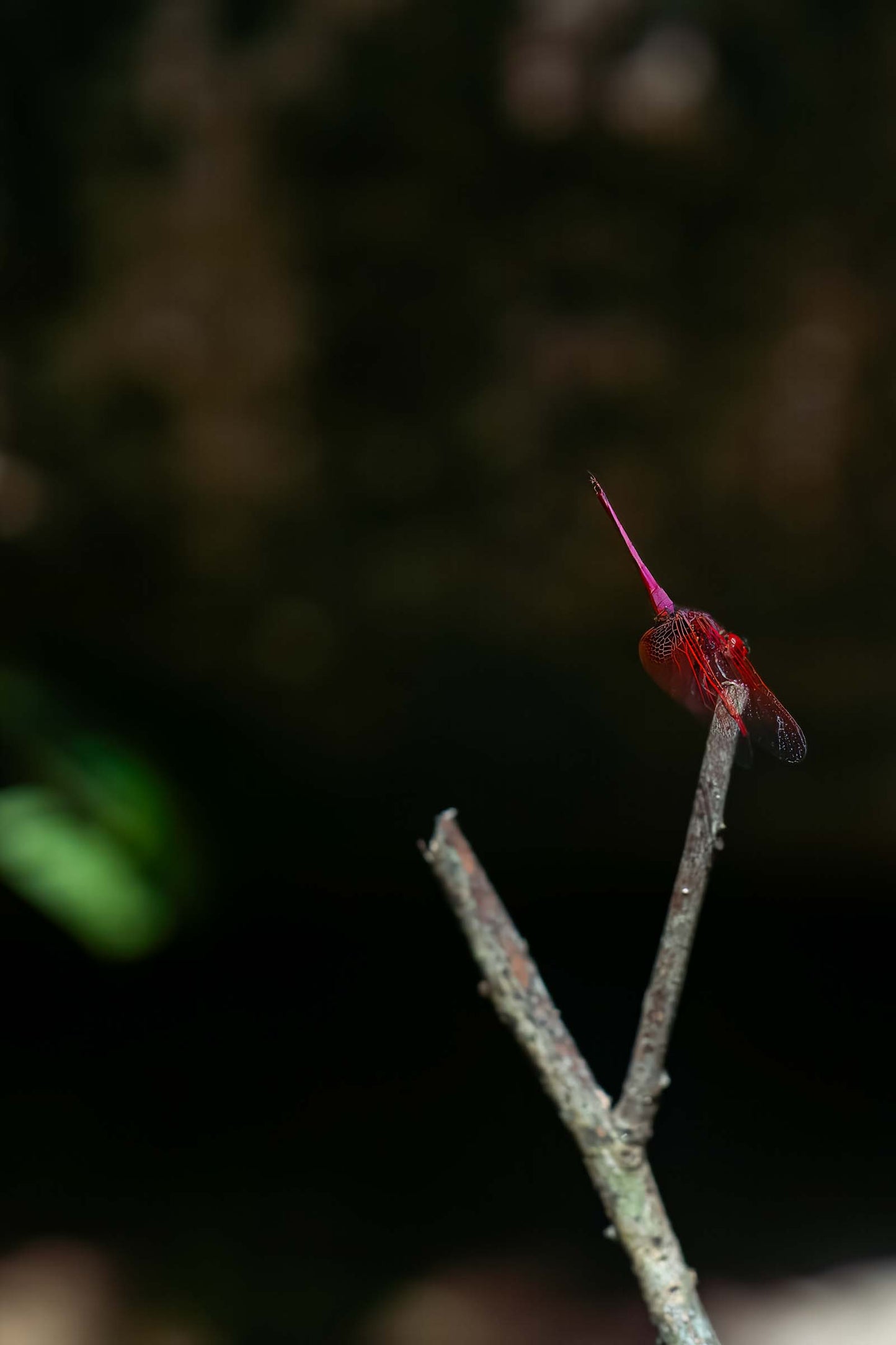 Macro - Dragonfly