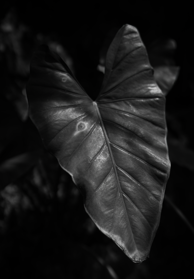 Botanicals - Ladys Slipper